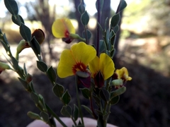 Bossiaea rhombifolia