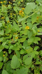 Wollastonia