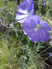 Linum marginale