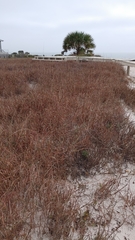 Schizachyrium maritimum