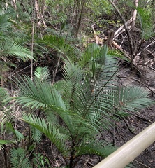 Bactris major