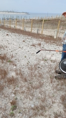 Schizachyrium maritimum