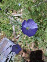 Linum marginale