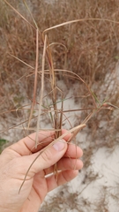 Schizachyrium maritimum