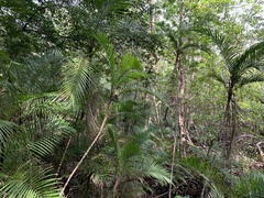 Bactris major