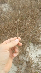 Schizachyrium maritimum