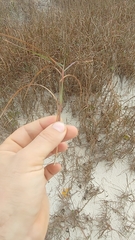 Schizachyrium maritimum