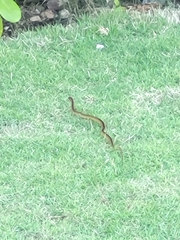 Coniophanes schmidti