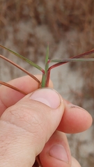 Schizachyrium maritimum