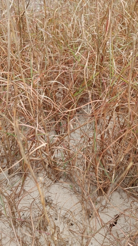 Image of Gulf Bluestem (Schizachyrium maritimum) by (c) Scott Allen Davis, some rights reserved (CC BY)