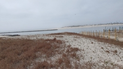 Schizachyrium maritimum