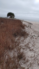 Schizachyrium maritimum
