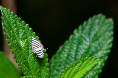 Agrosoma placetis