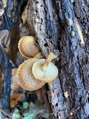 Leucopholiota