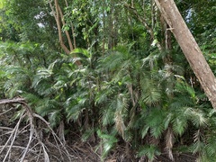 Bactris major