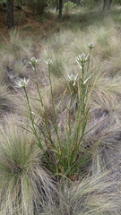 Eryngium proteiflorum