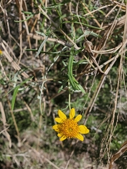 Sidneya