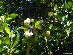 Hydrangea serratifolia