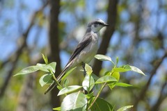 Pericrocotus cantonensis