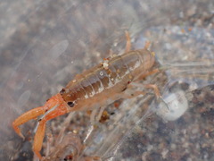 Megalorchestia corniculata