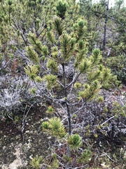 Pinus contorta bolanderi