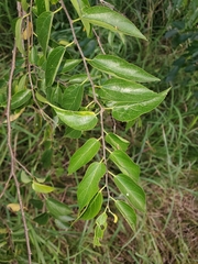 Celtis laevigata