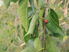 Celtis laevigata