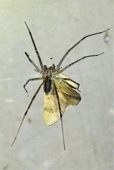 Corasoides australis