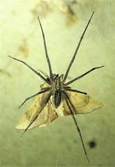 Corasoides australis