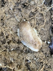 Testacella haliotidea