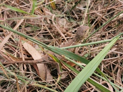 Diporiphora australis