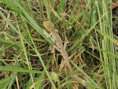 Diporiphora australis