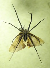 Corasoides australis