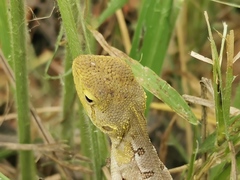 Diporiphora australis