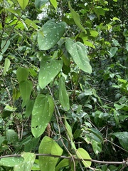 Smilax vanilliodora