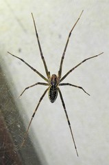 Corasoides australis