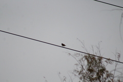 Pitangus sulphuratus