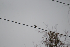 Pitangus sulphuratus