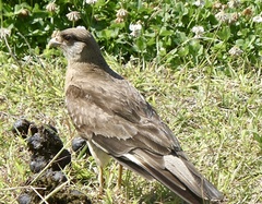 Daptrius chimango chimango