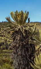 Espeletia frontinoensis