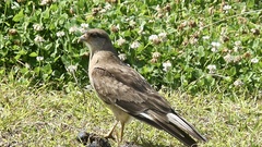 Daptrius chimango chimango