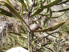 Hakea eriantha