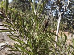 Hakea eriantha