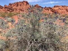 Psorothamnus arborescens