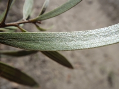 Hakea eriantha