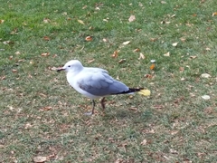 Chroicocephalus novaehollandiae