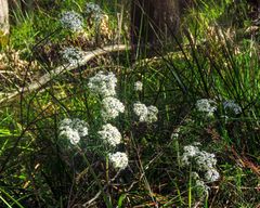 Olearia glandulosa