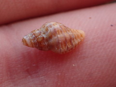 Ocinebrina