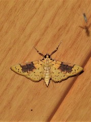 Conogethes semifascialis