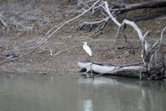 Egretta thula
